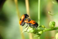 Clytra laeviuscula