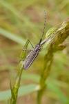 Agapanthia cardui