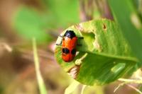 Clytra laeviuscula