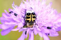 Trichius gallicus