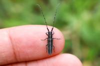 Agapanthia cardui