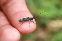 Agapanthia cardui