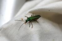 Oedemera nobilis