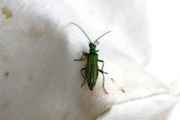 Oedemera nobilis