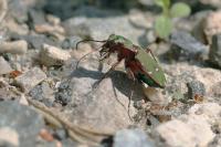 Cicindela campestris