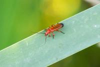 Rhagonycha fulva