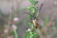 Stictoleptura rubra
