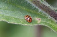 Subcoccinella vigintiquatuorpunctata