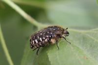 Oxythyrea funesta