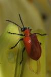 Lilioceris lilii