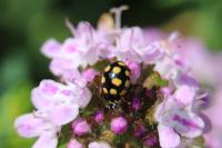 Coccinula quatuordecimpustulata