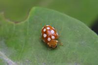 Vibidia duodecimguttata