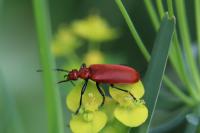 Pyrochroa serraticornis