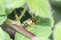 Rutpela maculata