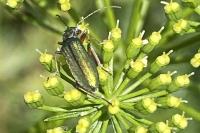 Chrysanthia geniculata