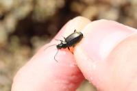 Agonum marginatum