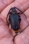 Prionus coriarius