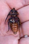 Prionus coriarius