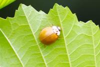 Harmonia axyridis