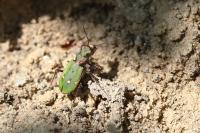 Cicindela campestris