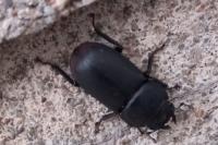 Dorcus parallelipipedus