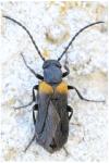 Sitaris muralis