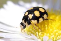 Coccinula quatuordecimpustulata