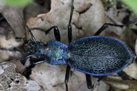 Carabus intricatus