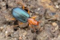 Brachinus crepitans