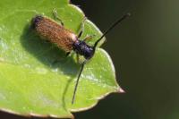 Tetrops praeustus