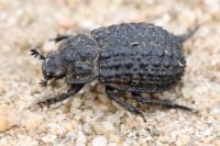 Trox perlatus
