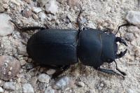 Dorcus parallelipipedus