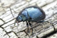 Chrysolina haemoptera