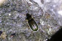 Chlaenius spoliatus