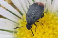 Bruchidius siliquastri