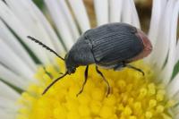 Bruchidius siliquastri