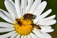 Pseudovadonia livida