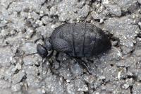 Eurymeloe rugosus