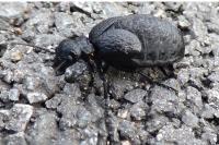Eurymeloe rugosus