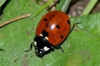 Coccinella septempunctata