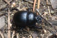 Anoplotrupes stercorosus