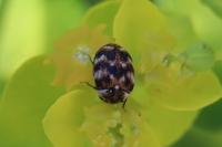 Anthrenus verbasci