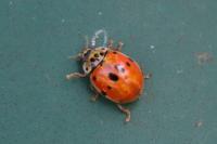 Adalia decempunctata