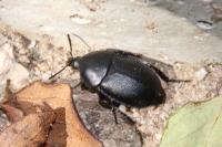 Ablattaria laevigata