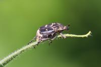 Valgus hemipterus