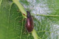 Phyllobius oblongus