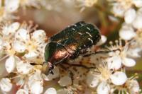 Cetonia aurata