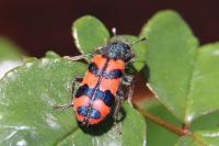 Trichodes alvearius