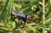 Cantharis rustica
