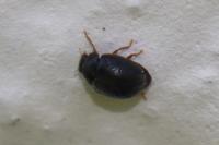 Scymnus